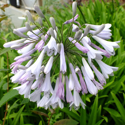 Agapanthus africanus 'Windsor Grey'