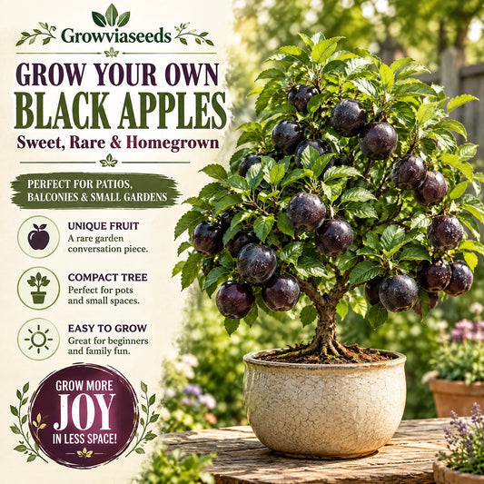 Rare Black Diamond Apple Seeds – Grow Your Own Unique Apple Tree
