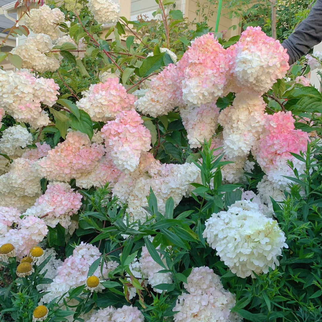 Panicle Hydrangea Flowers Seeds 💞 Plants Home Garden Flower Seeds