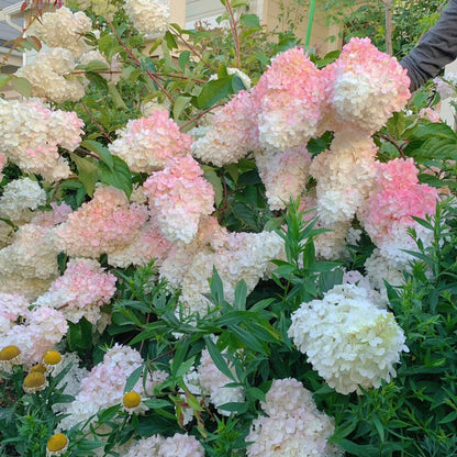 Panicle Hydrangea Flowers Seeds 💞 Plants Home Garden Flower Seeds
