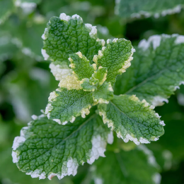 500Pcs Organic Mint Seeds Non-GMO Heirloom Packet