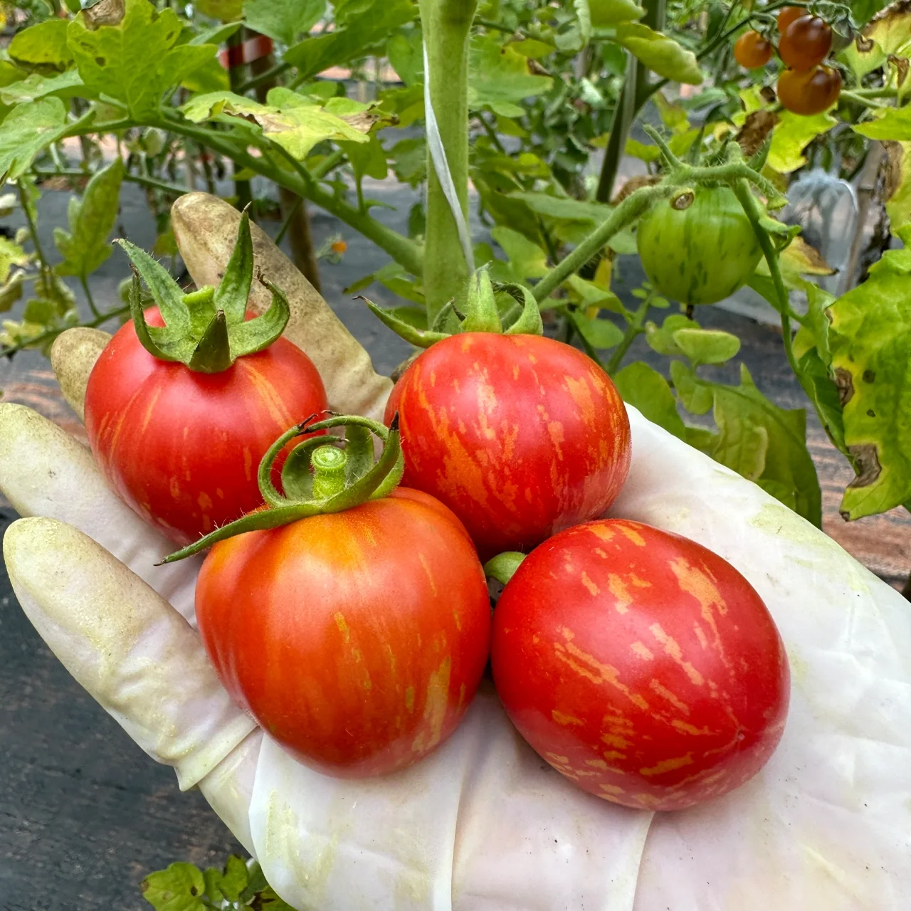 Heirloom Tomato Seeds-Red Zebra