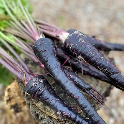 Black Nebula Carrot
