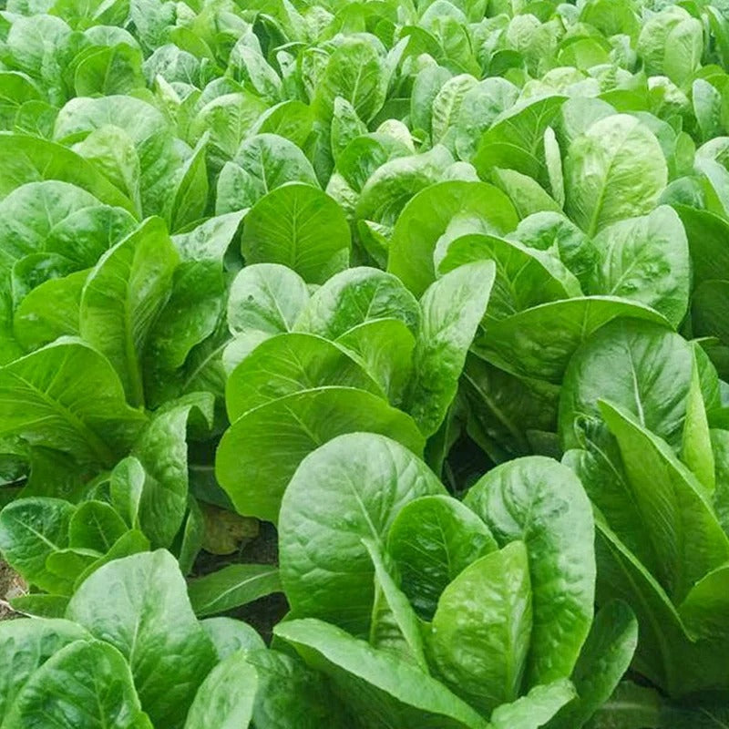 Summer Peacock Vegetable Seeds