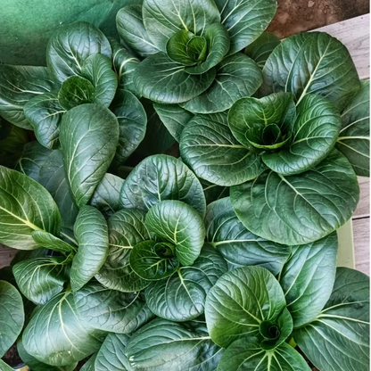 Black-leaf Bok Choy Seeds