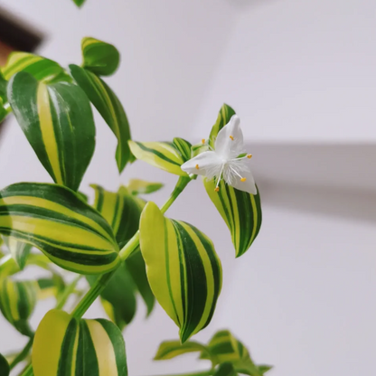 💐Oil Painting Wedding Orchid—The Wandering Jew