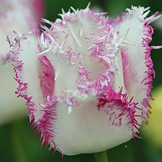 Bonsai Rare Color Tulip Seeds-Pink