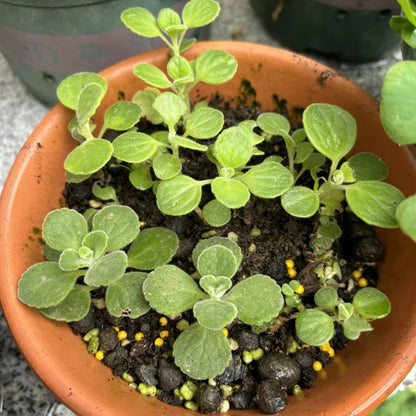 Patchouli seeds, Magical plant that smells good when touched