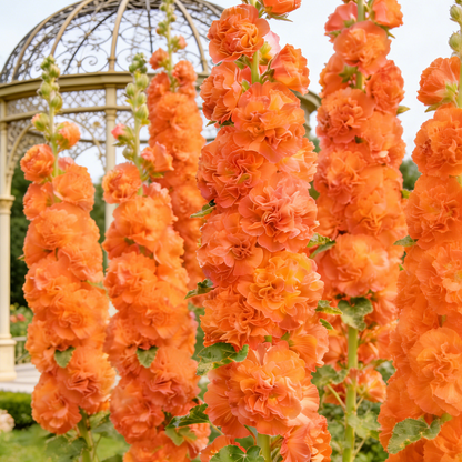 🌸Double Fragrant Hollyhock Seeds