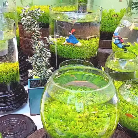 🌿Air Purifying Fish Tank Aquatic Plant Seeds