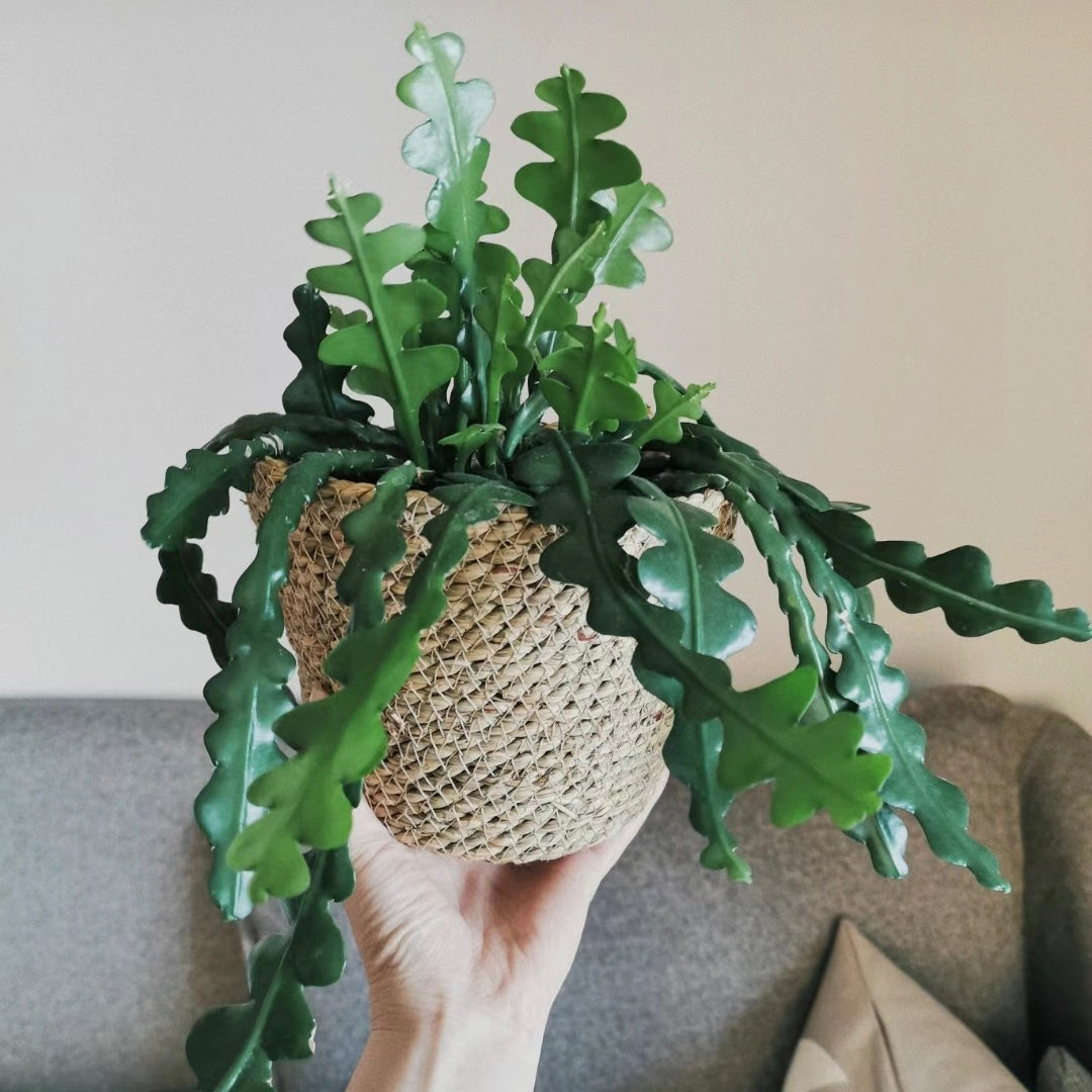 Cactus Rare Plant