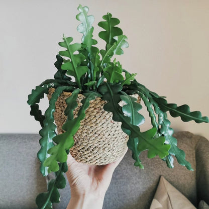 Cactus Rare Plant