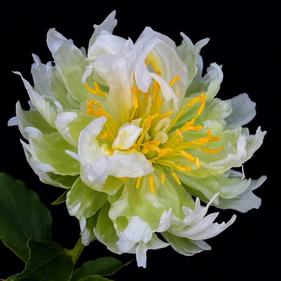 💚Green Rhythm Peony Seeds