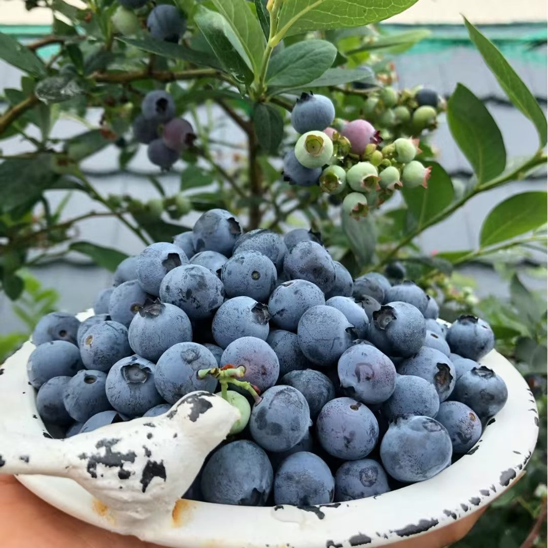 Giant Blueberry Fruit Seeds
