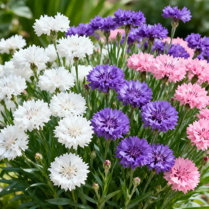🌼 Cornflower Seeds – Grow Elegant Wildflowers with Stunning Blue Blooms