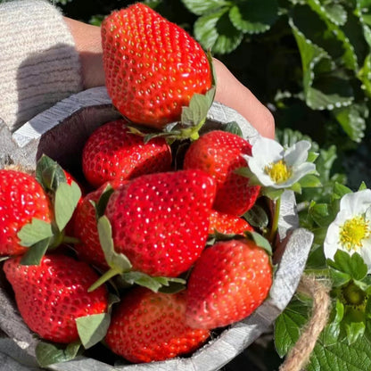 Strawberry Cream Seeds