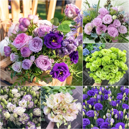 Hardy Perennial Lisianthus Seeds RHS Certified for British Garden Beds Beginner Friendly