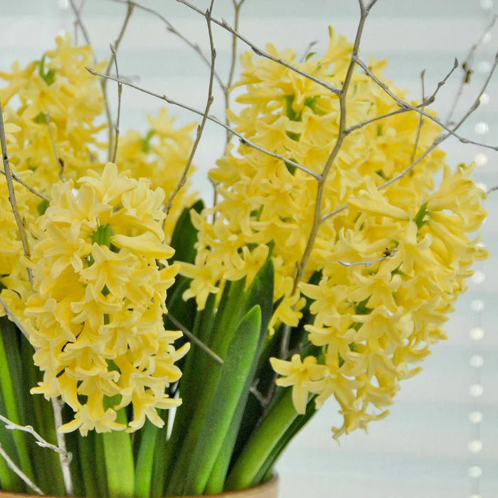 💜Hyacinth Bulbs – Fragrance You Can Grow
