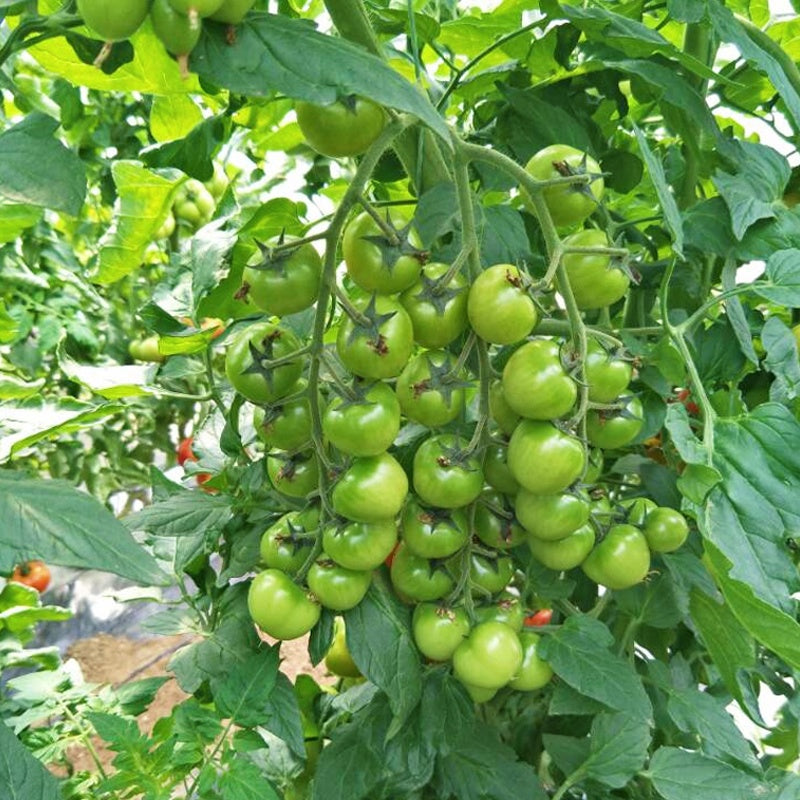 Emerald Tomato Seeds