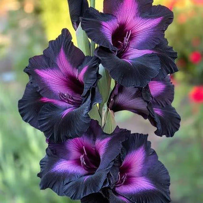 Rainbow Gladiolus Corms🌺