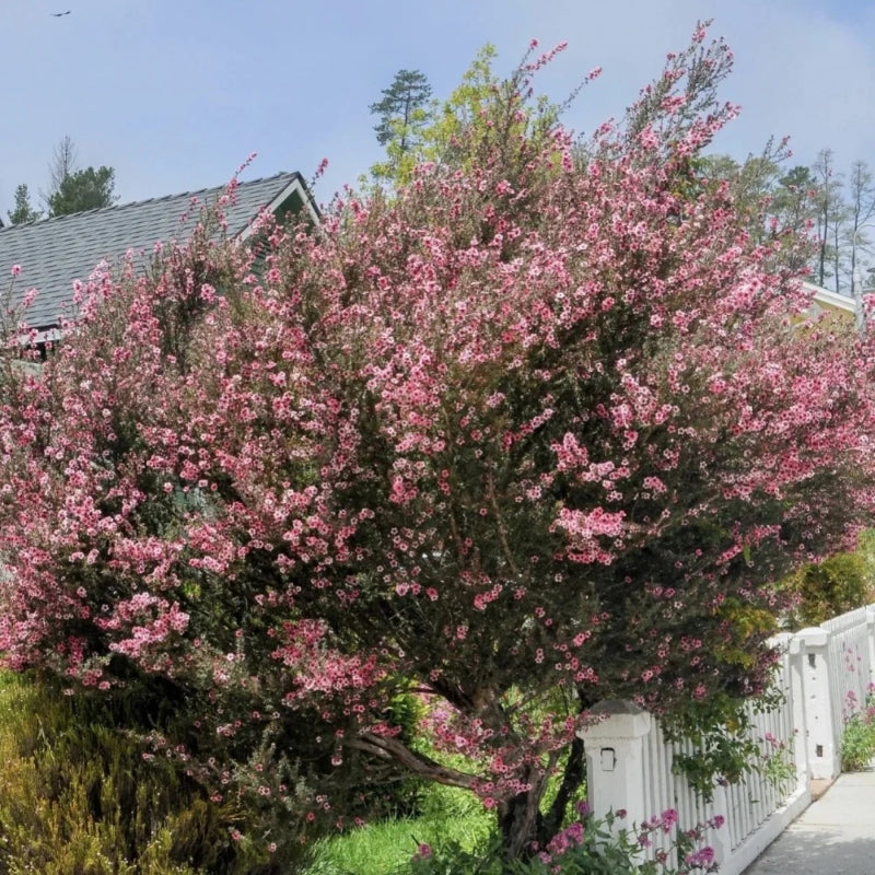 Leptospermum Scoparium Red Damask Seeds
