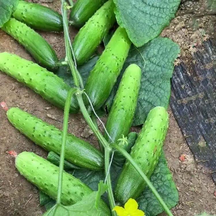 🥒 40% Off Climbing Cucumber Seeds – Grow Fresh & Save Big!