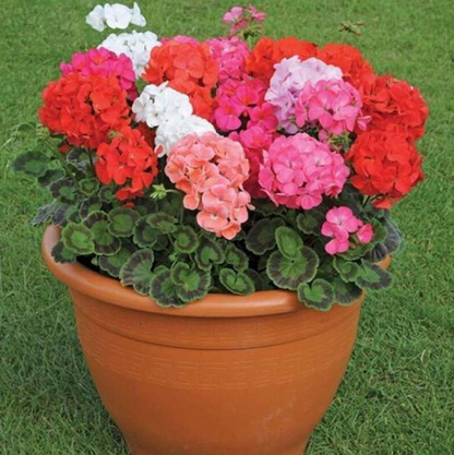 Geranium Seeds