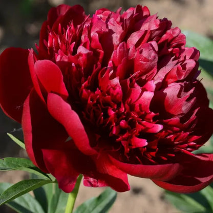 🔥LAST DAY 45% OFF🌺THE QUEEN OF FLOWERS—DOUBLE PETALED PIANI