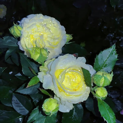 Hardy Perennial Lisianthus Seeds RHS Certified for British Garden Beds Beginner Friendly