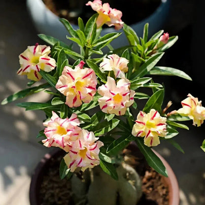 🌵🌹 Dive into Desert Beauty: Desert Rose Bulbs for Your Tranquil Haven!-Various Colors🌱Long Flowering Period 🏜️🌺