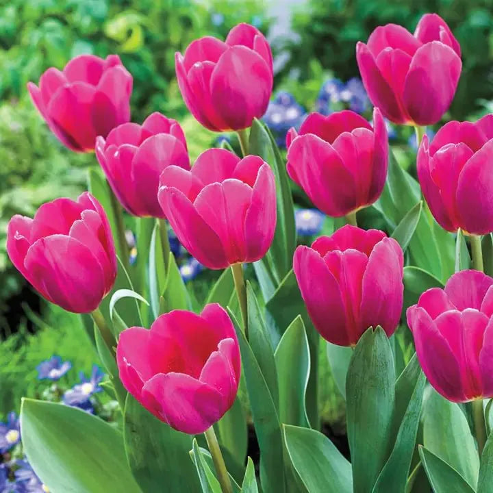 Tulip Bulbs 🌷 Long-Lasting Blooms | Easy Care