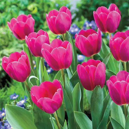 Tulip Bulbs 🌷 Long-Lasting Blooms | Easy Care