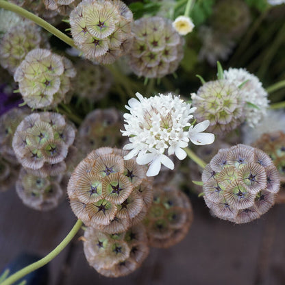 ⭐Starflower Pincushion Seeds