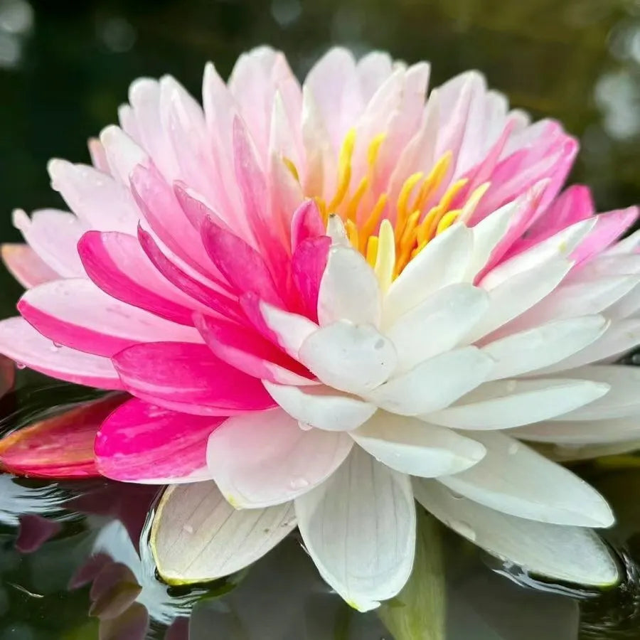 🌸LAST DAY Promotion 35% OFF🌸 Hydroponic Lotus 🌸 | Fresh, Simple & Beautiful(🌱Survival Guaranteed: Free Replacements🌿)