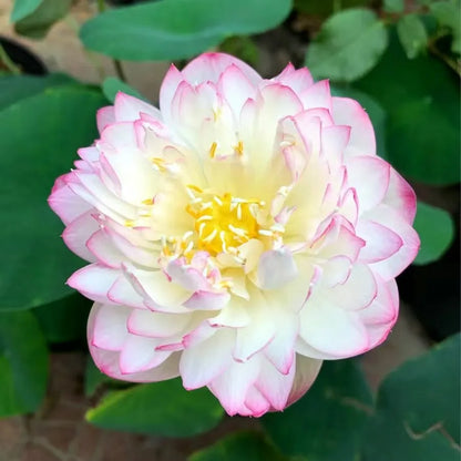 🌸LAST DAY Promotion 35% OFF🌸 Hydroponic Lotus 🌸 | Fresh, Simple & Beautiful(🌱Survival Guaranteed: Free Replacements🌿)