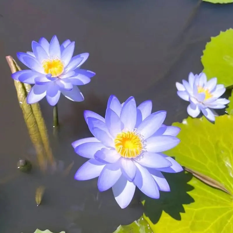 💧 The Sacred Bonsai Bowl Lotus Flower