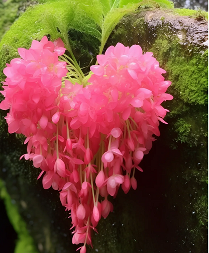 Flower Seed Heart Of The Earth