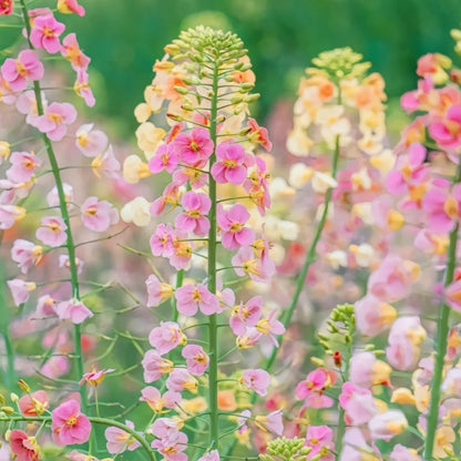 Colorful Rapeseed Flower Seeds