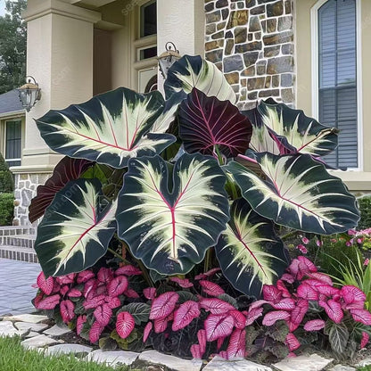 🌿Garden Favorite Hosta Bulbs – Lush Foliage, Shade-Loving Perennial Garden Plants🪴