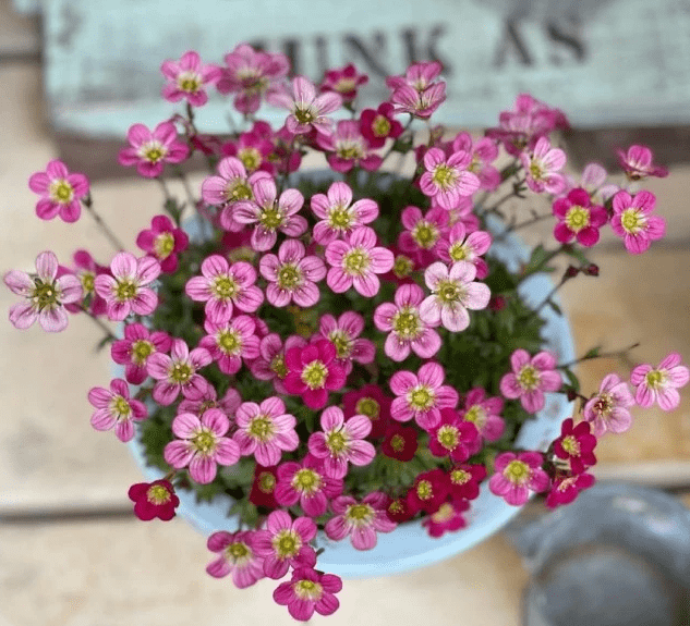 Saxifraga Stolonifera Seeds