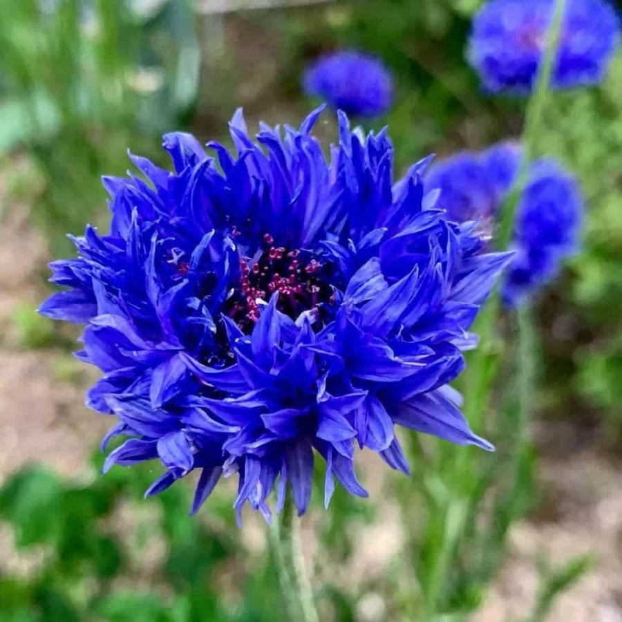Cornflower Mixed Seeds