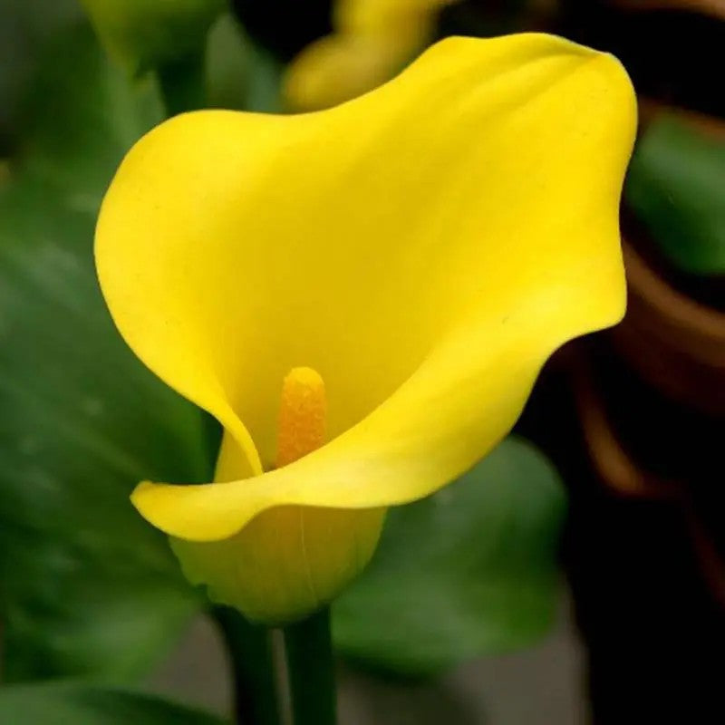 🌸Grow Your Own Calla Lilies — Easy, Elegant, Rewarding