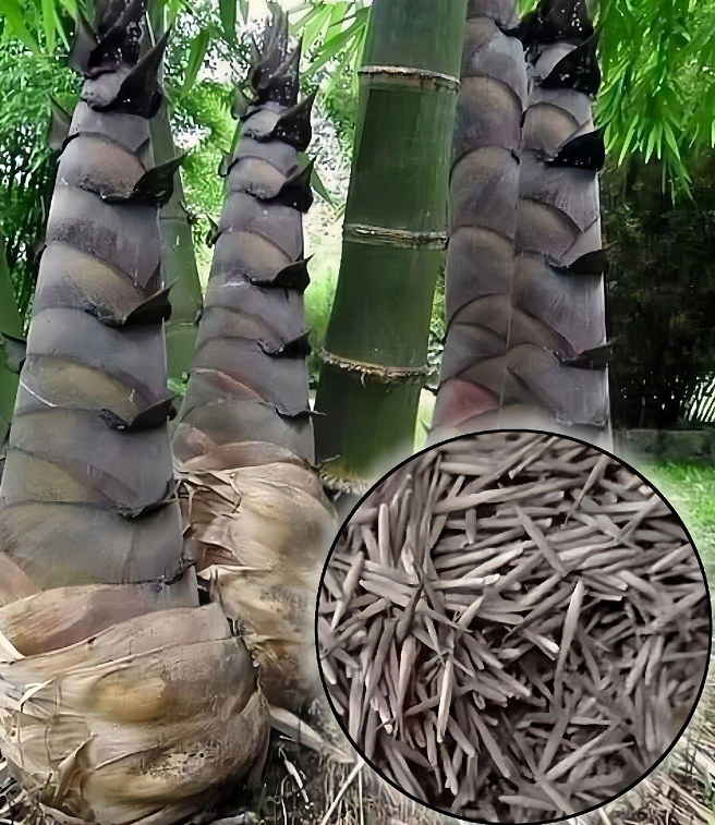 Dragon Bamboo Seeds
