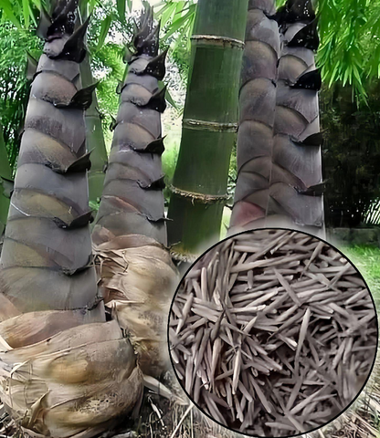 Dragon Bamboo Seeds