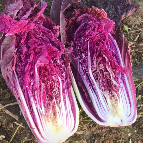 Merlot (F1) Chinese Cabbage Seed