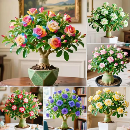 🌵 DESERT ROSE BULBS– EXOTIC BLOOMS, EFFORTLESS BEAUTY! 🌺✨