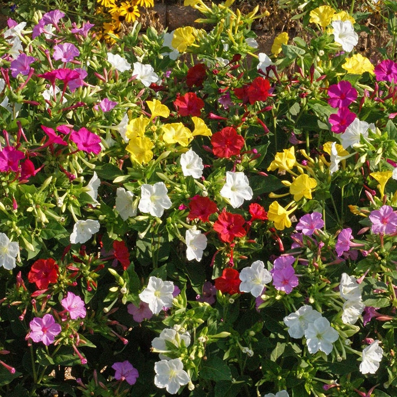 Marvel of Peru Four O' Clock Seeds | Garden Flower Broken Color Changing Transform Pink Rainbow Plant Leaf Seed 2022 Season Fast Shipping