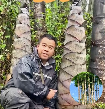 Dragon Bamboo Seeds