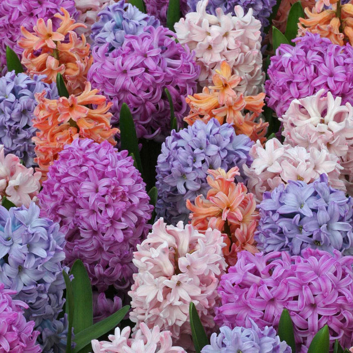 💜Hyacinth Bulbs – Fragrance You Can Grow