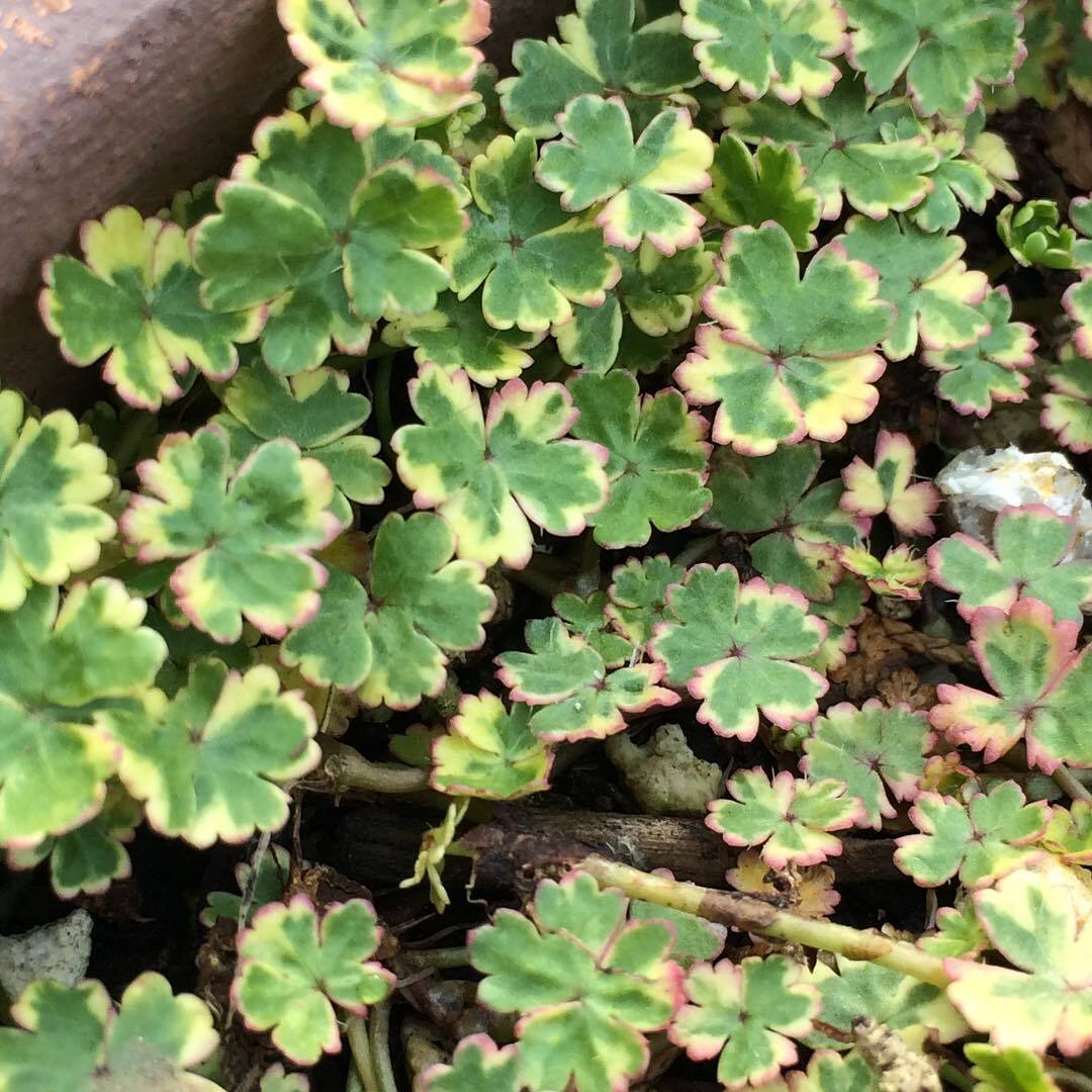 Coriander leaf 'Crystal Candy'